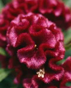 Close-up macro of velvety convoluted cockscomb celosia crest