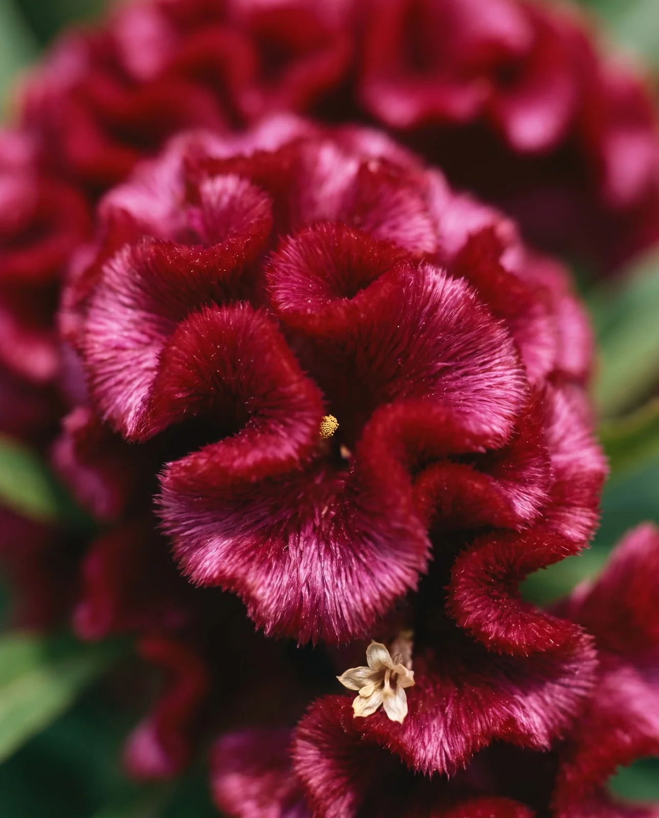 Close-up macro of velvety convoluted cockscomb celosia crest
