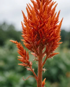 Macro detail of a single feathery orange plumosa plume