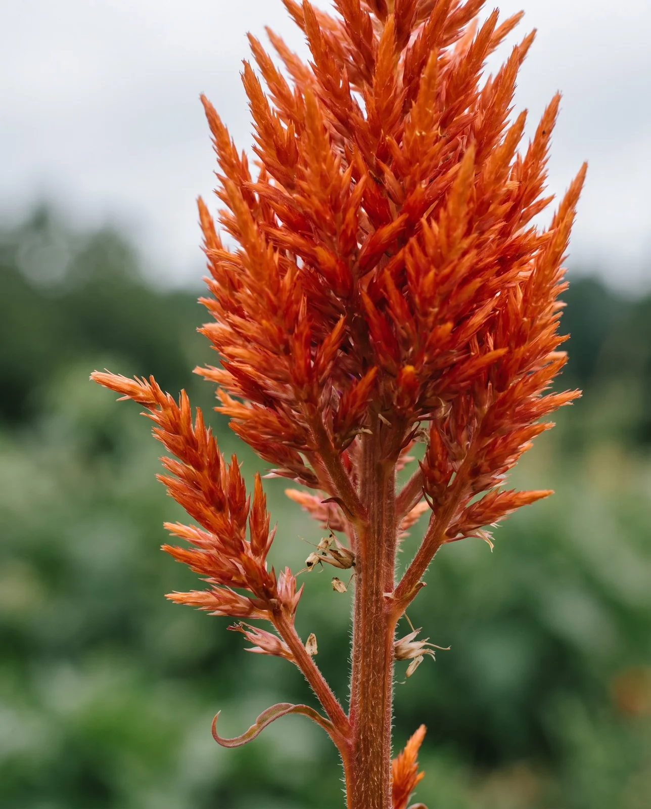 Macro detail of a single feathery orange plumosa plume