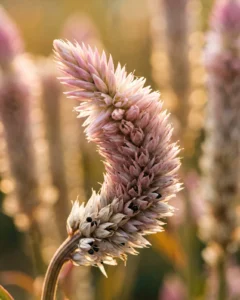 Close-up of slender pink wheat-like spicata celosia spikes