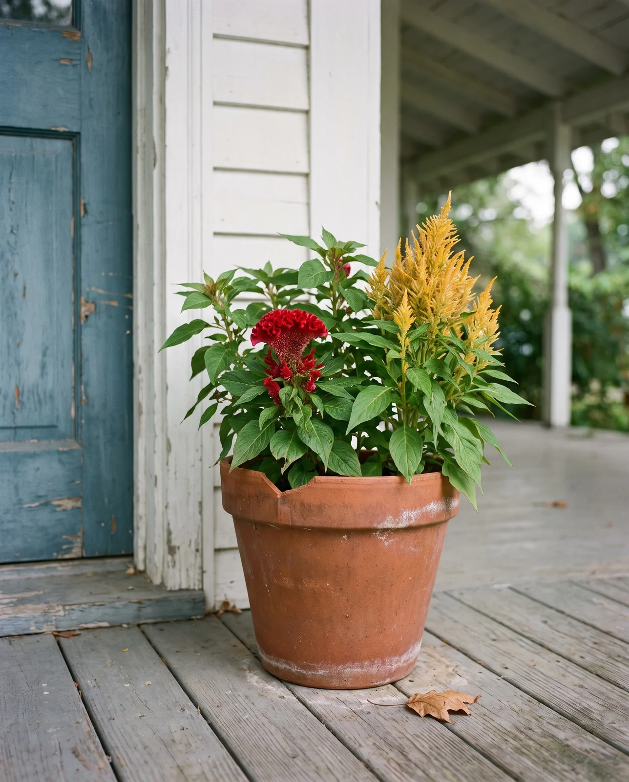 Potted celosia container on a home front porch step