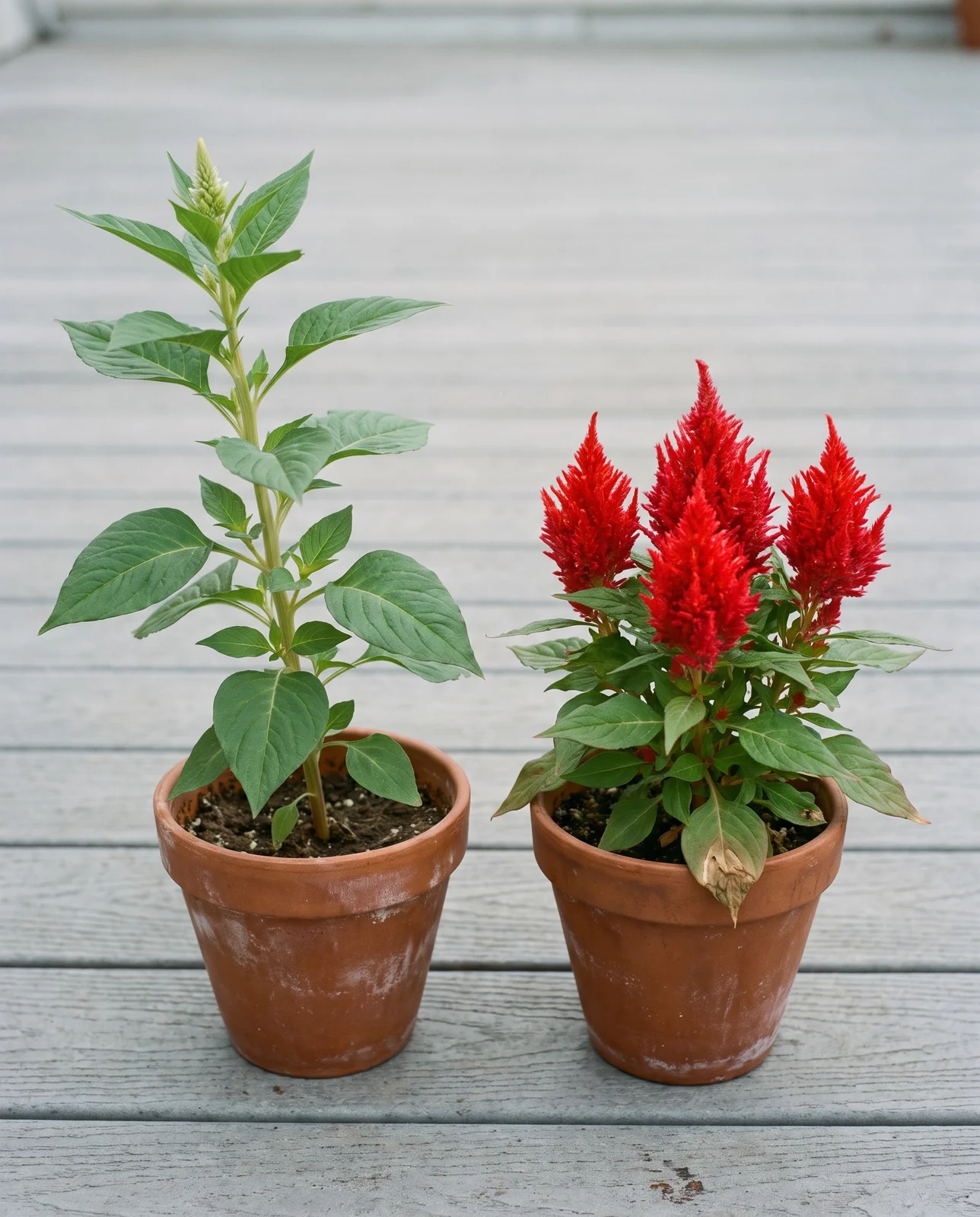Side by side pots comparing shade-stressed and full-sun celosia