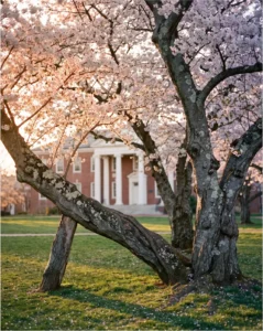 cherry blossom gallery campus golden