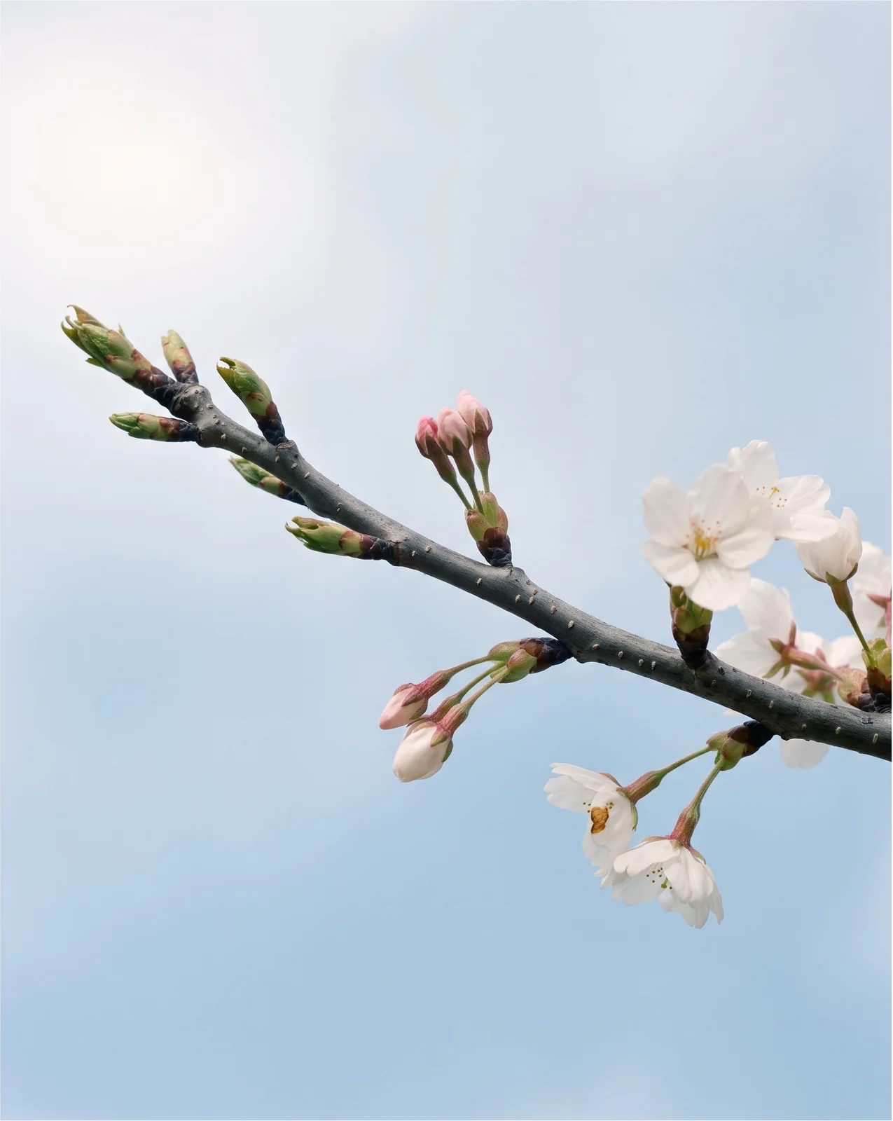 One Yoshino cherry branch showing green buds, pink florets and open flowers against a pale spring sky