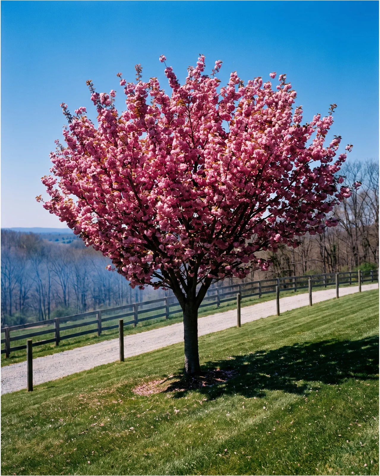 A cherry tree in full sun on an open hillside yard with hard midday shadows and a dense bloom