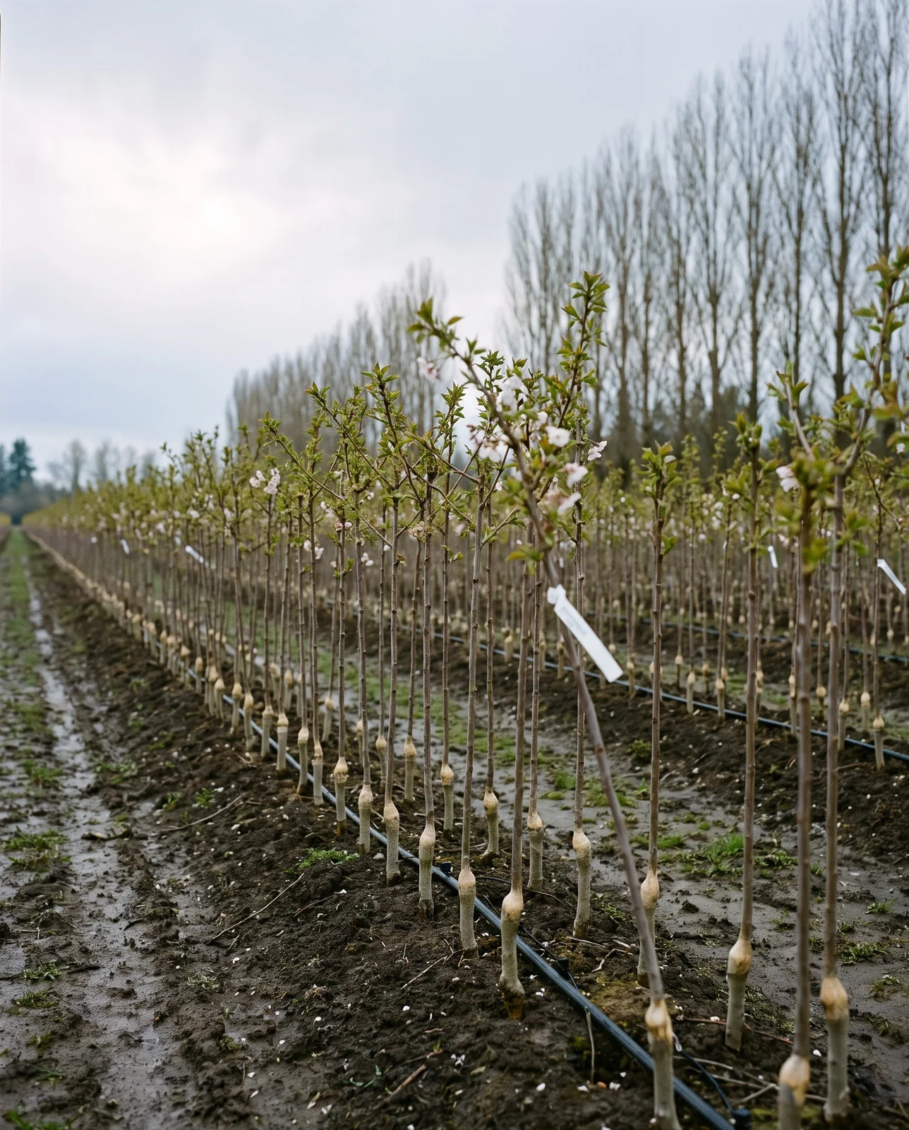 Rows of young grafted cherry whips with visible graft unions in a nursery field in spring