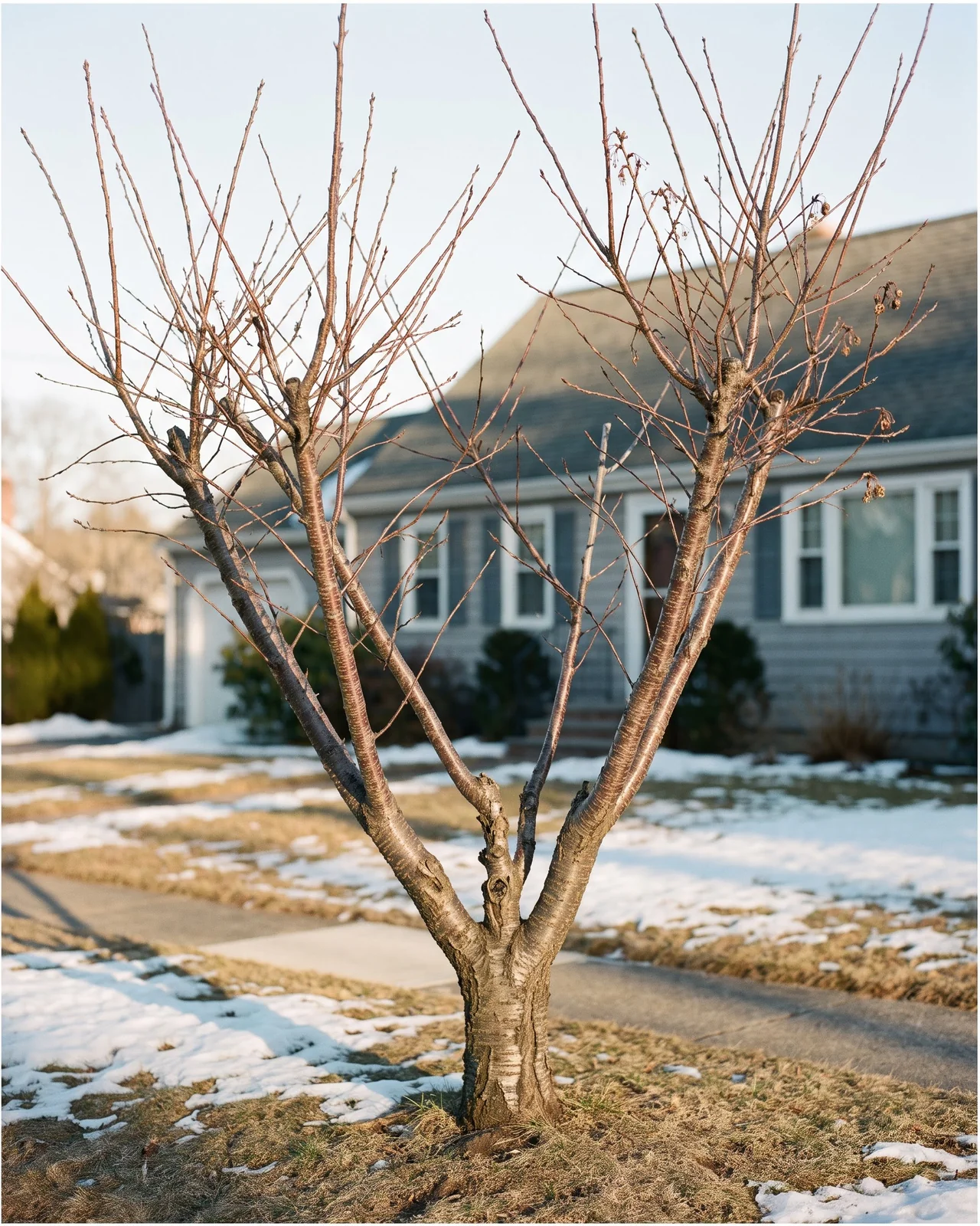 Bare winter branch structure of a Kwanzan cherry in a front yard with snow patches and low sun