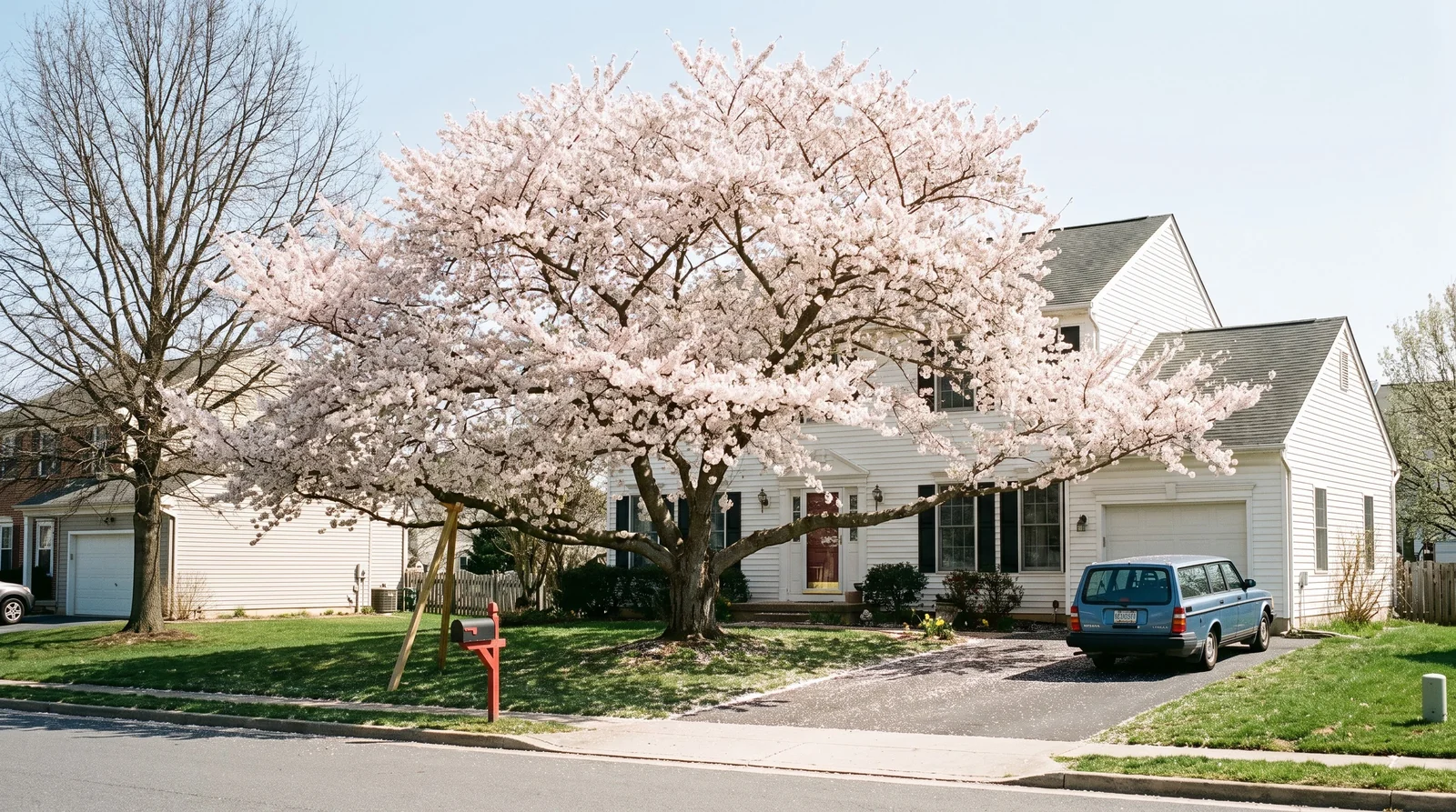A mature Yoshino cherry spreading wider than a two-story house beside it, street view at midday