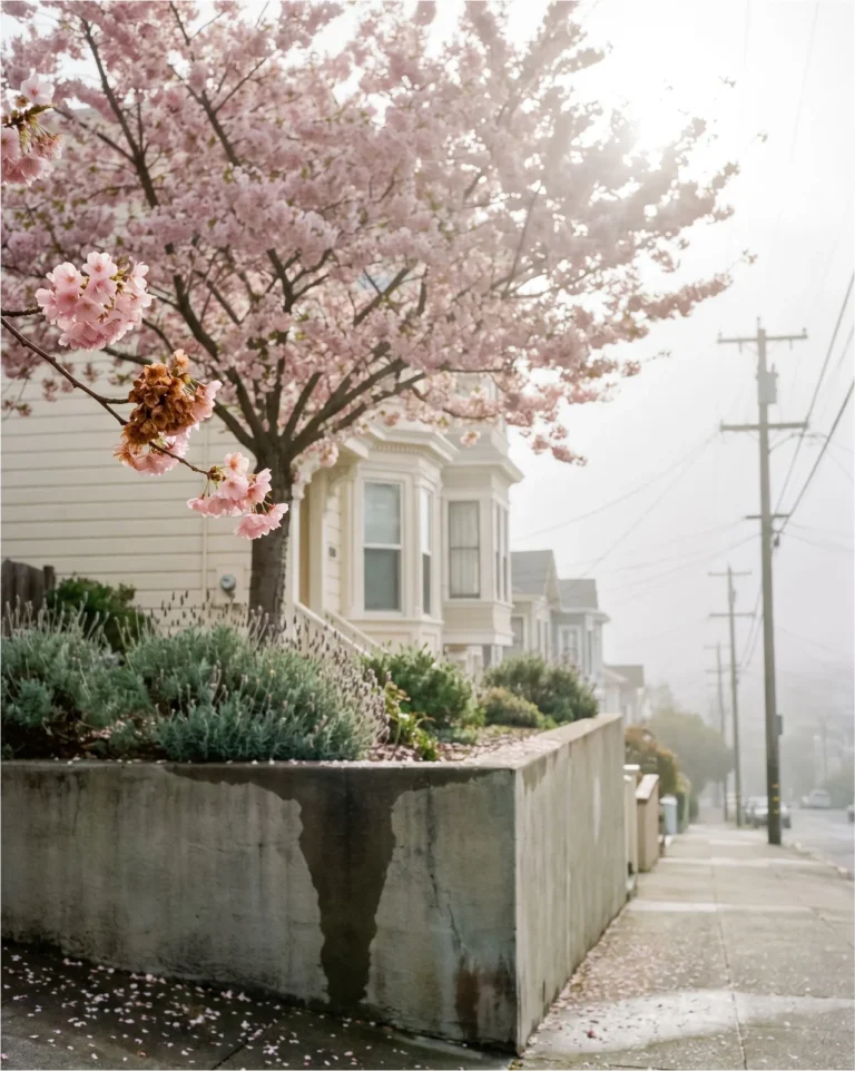 Akebono cherry with soft pink single flowers on a hillside street as morning fog lifts