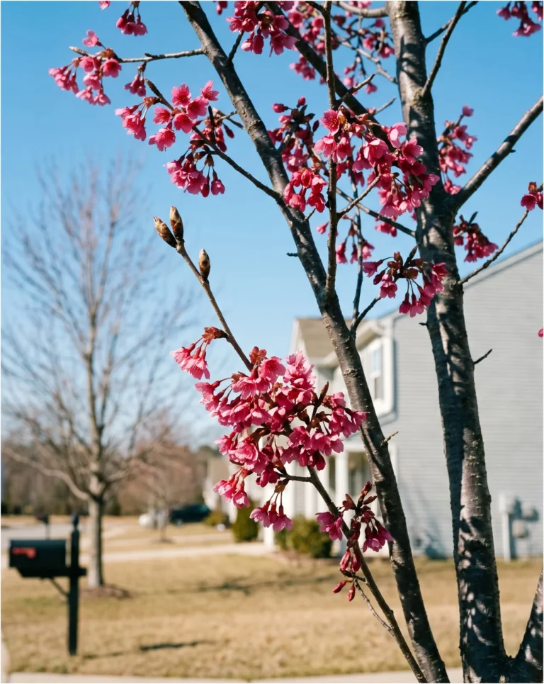 Okame cherry with small bright pink early flowers on bare branches against a cold blue sky
