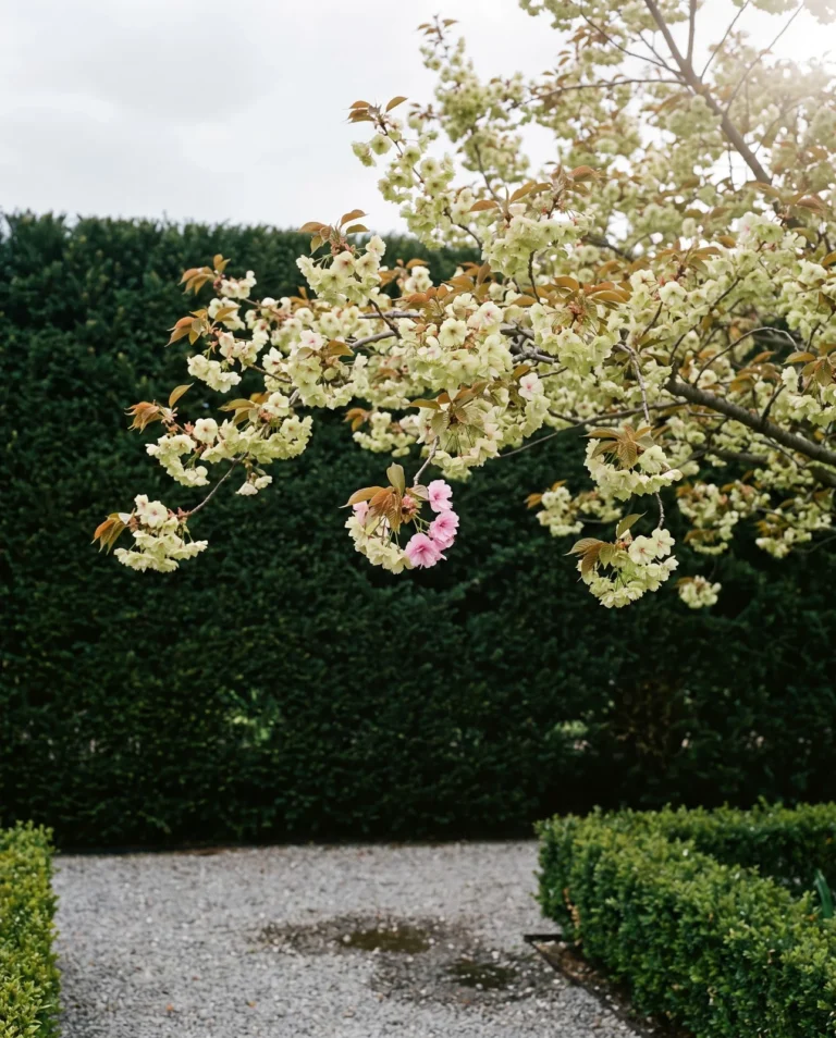 Ukon cherry with pale yellow-green double flowers against a dark yew hedge in soft light