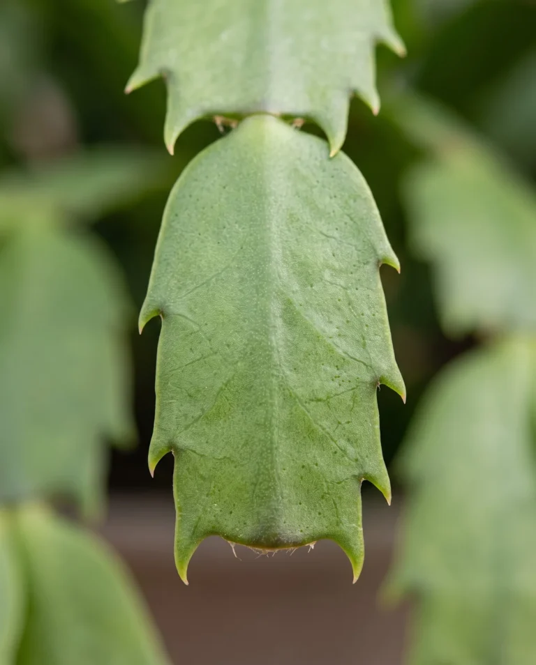 Macro of a Thanksgiving cactus stem segment showing pointed claw-like edge teeth
