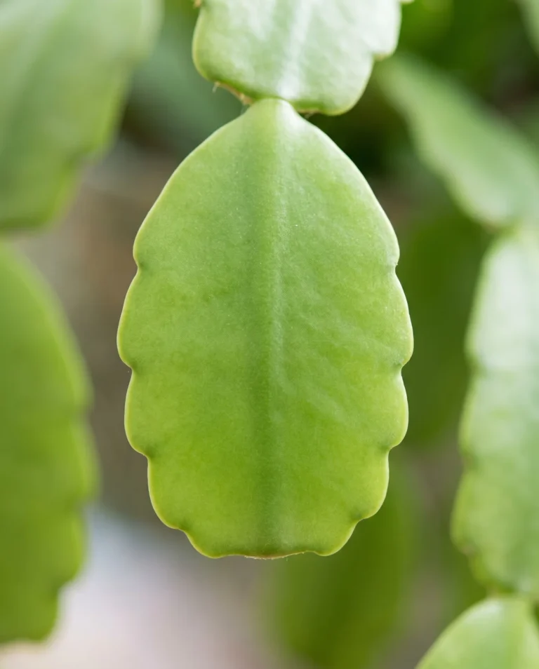 Macro of a true Christmas cactus segment with rounded scalloped edges and no teeth