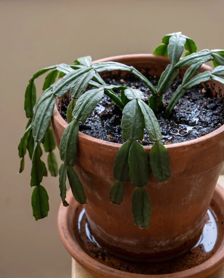 Christmas cactus with limp, dull segments drooping over visibly wet potting mix and a full saucer