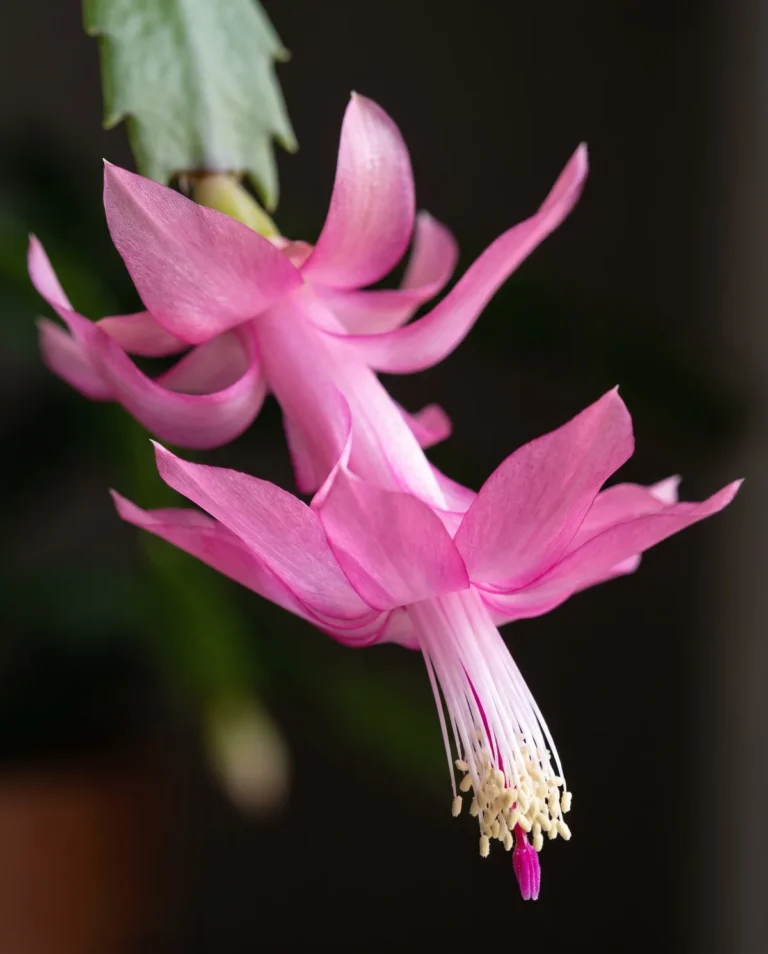 Close view of a tiered Christmas cactus flower with swept-back petals and protruding stamens