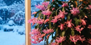 Blooming Christmas cactus on a windowsill with snow falling outside the glass