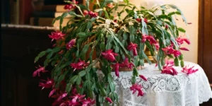Old Christmas cactus blooming on a lace-covered side table in a vintage room