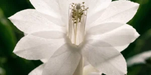 Macro of a white holiday cactus flower with tiered petals in soft light
