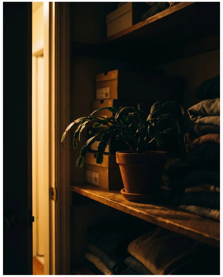 Christmas cactus spending its long night inside a dark closet, lit by a thin strip of hallway light