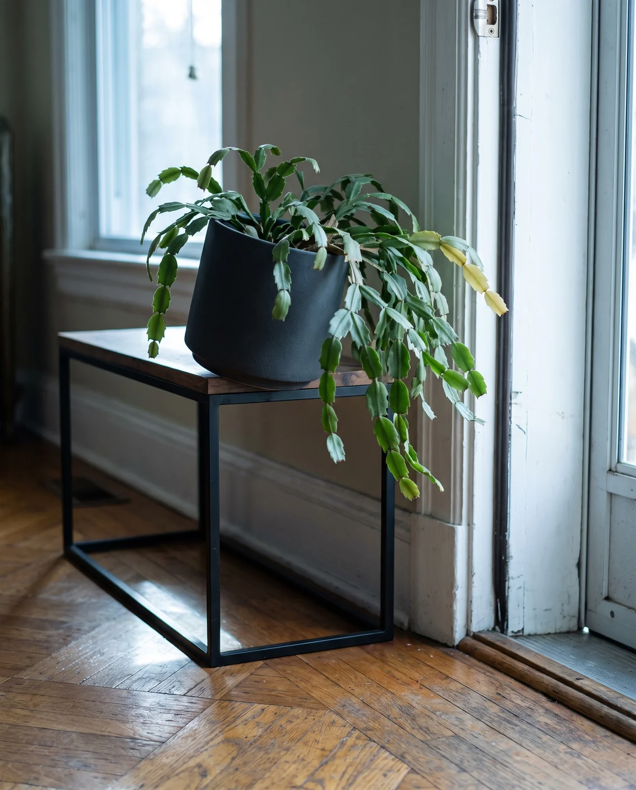 Christmas cactus on a console table near a drafty entrance door