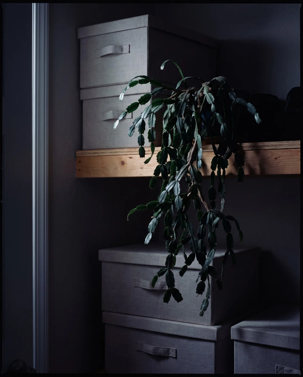Potted Christmas cactus resting in a dark closet for photoperiod treatment
