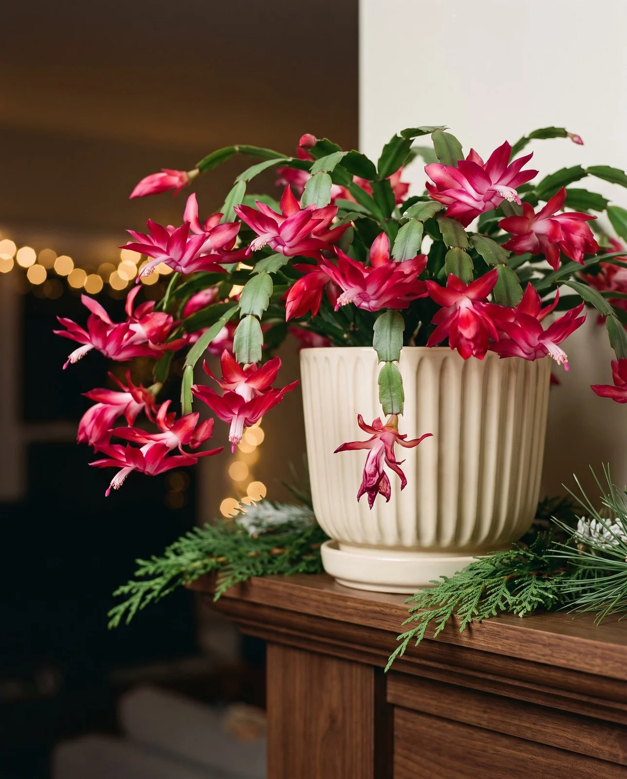 Blooming Christmas cactus displayed on a fireplace mantel beside cedar sprigs
