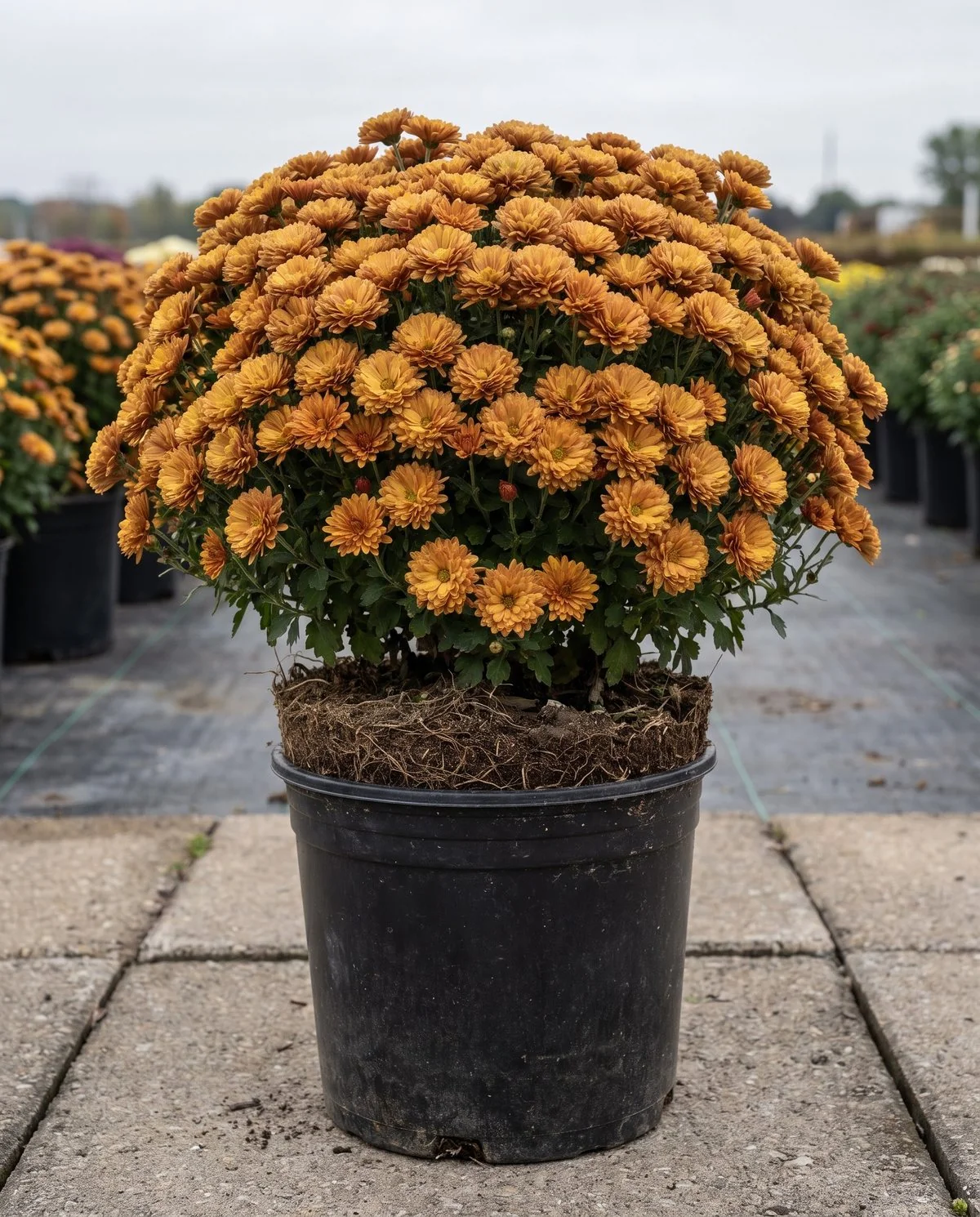 A compact potted chrysanthemum already covered in open bronze flowers, sold in full bloom in early fall