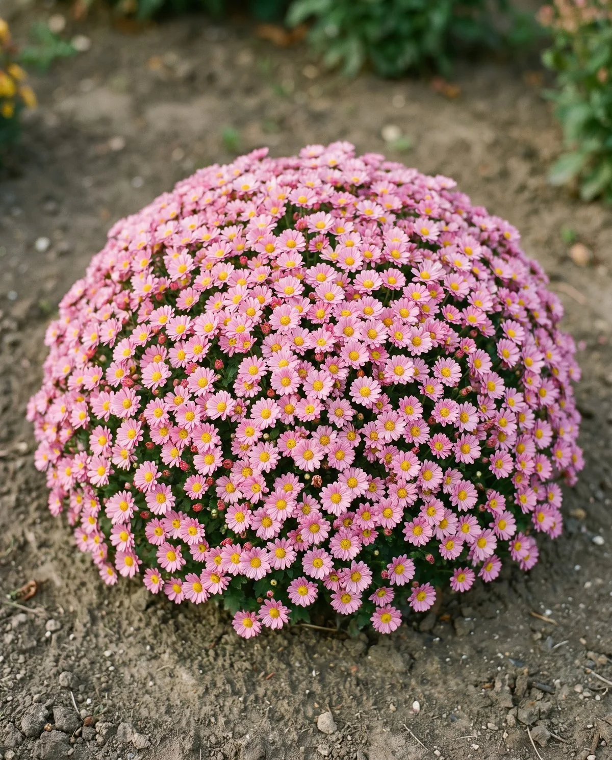 A hemispherical cushion chrysanthemum about knee height, its surface almost completely covered in flowers
