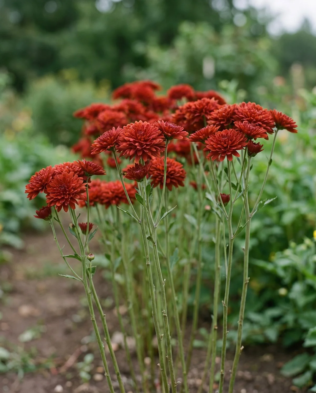 Upright chrysanthemums on long stems with the flowers carried only at the top