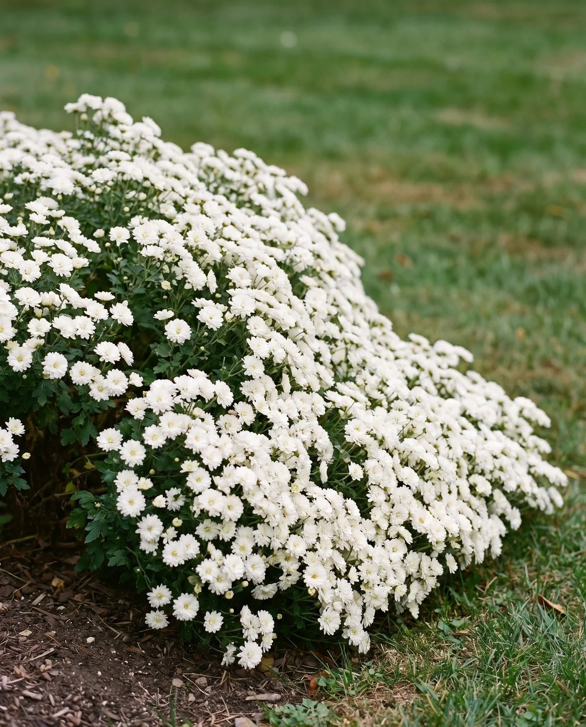 A low spreading chrysanthemum twice as wide as it is tall, flowering nearly to ground level