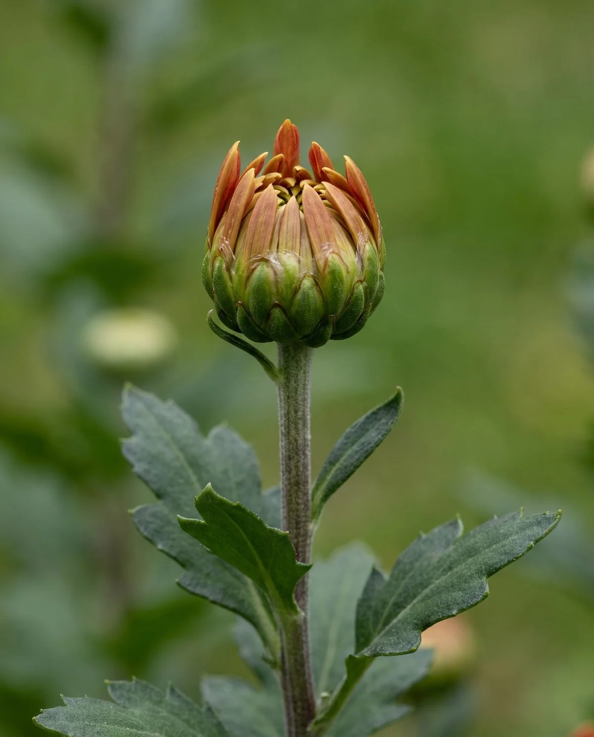 A healthy chrysanthemum bud swelling on its stem with the first colour showing between the green bracts