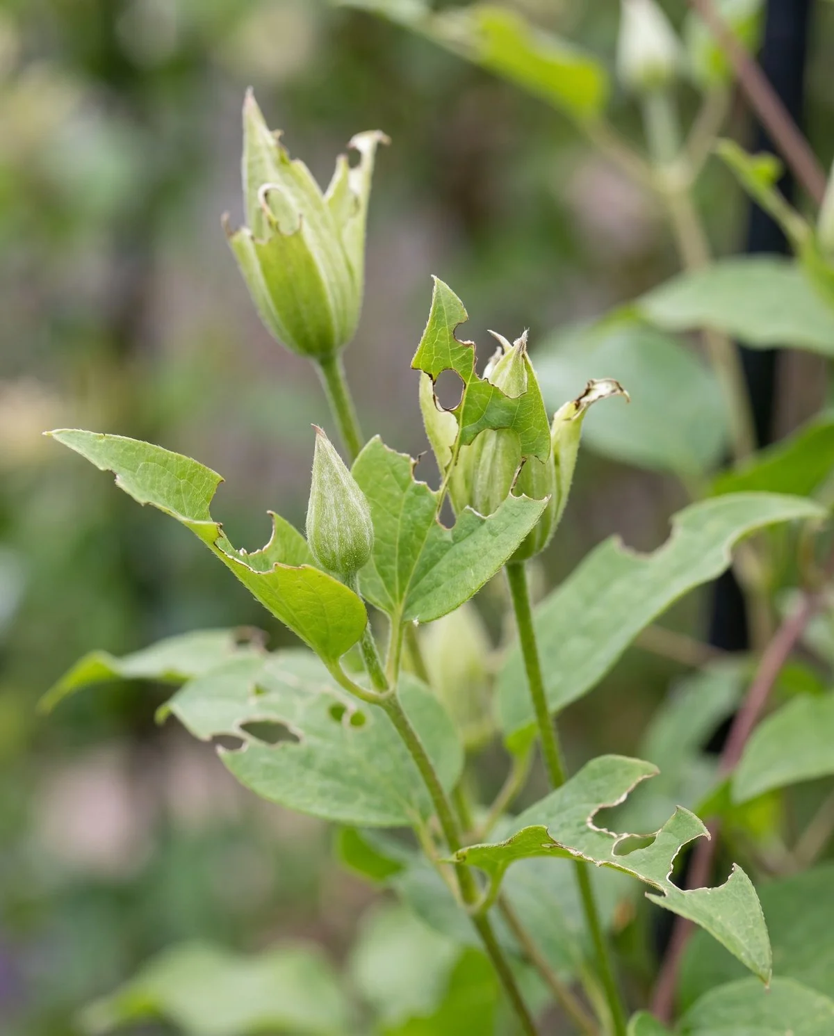 Clematis buds and leaf edges with irregular ragged bite marks chewed out of them, the tissue otherwise green