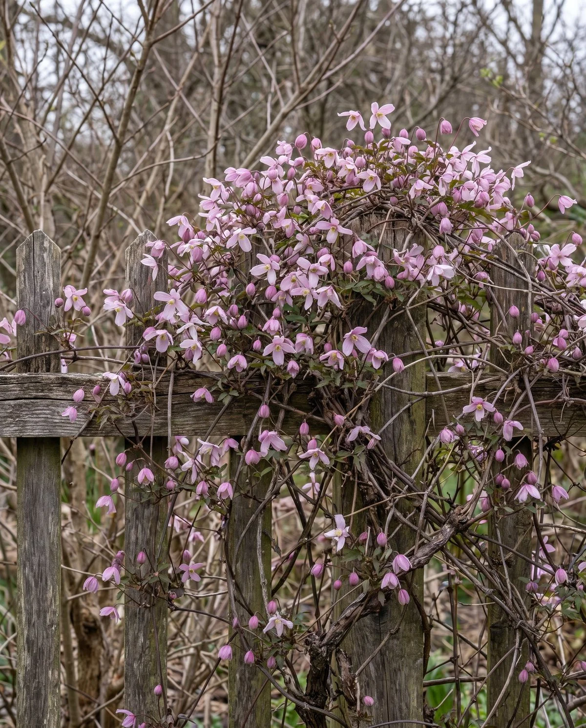 A spring-flowering clematis covered in small nodding flowers along woody stems from the previous year