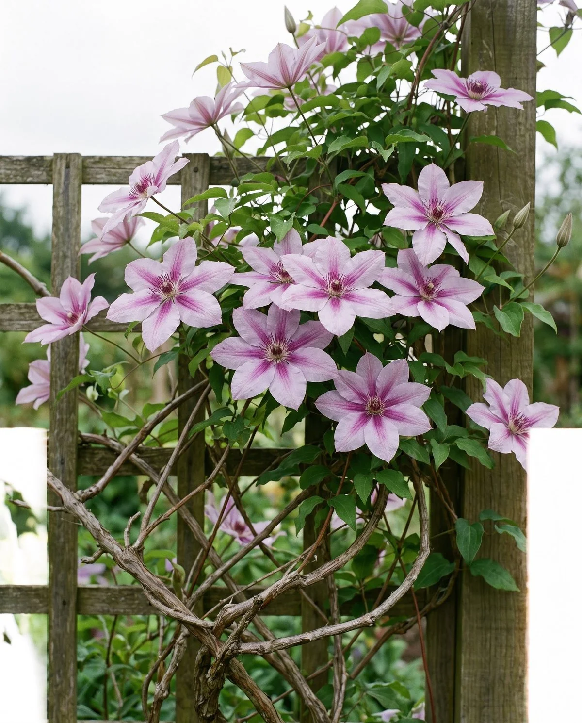 Large-flowered clematis blooms the width of a hand on a vine trained up a trellis in early summer