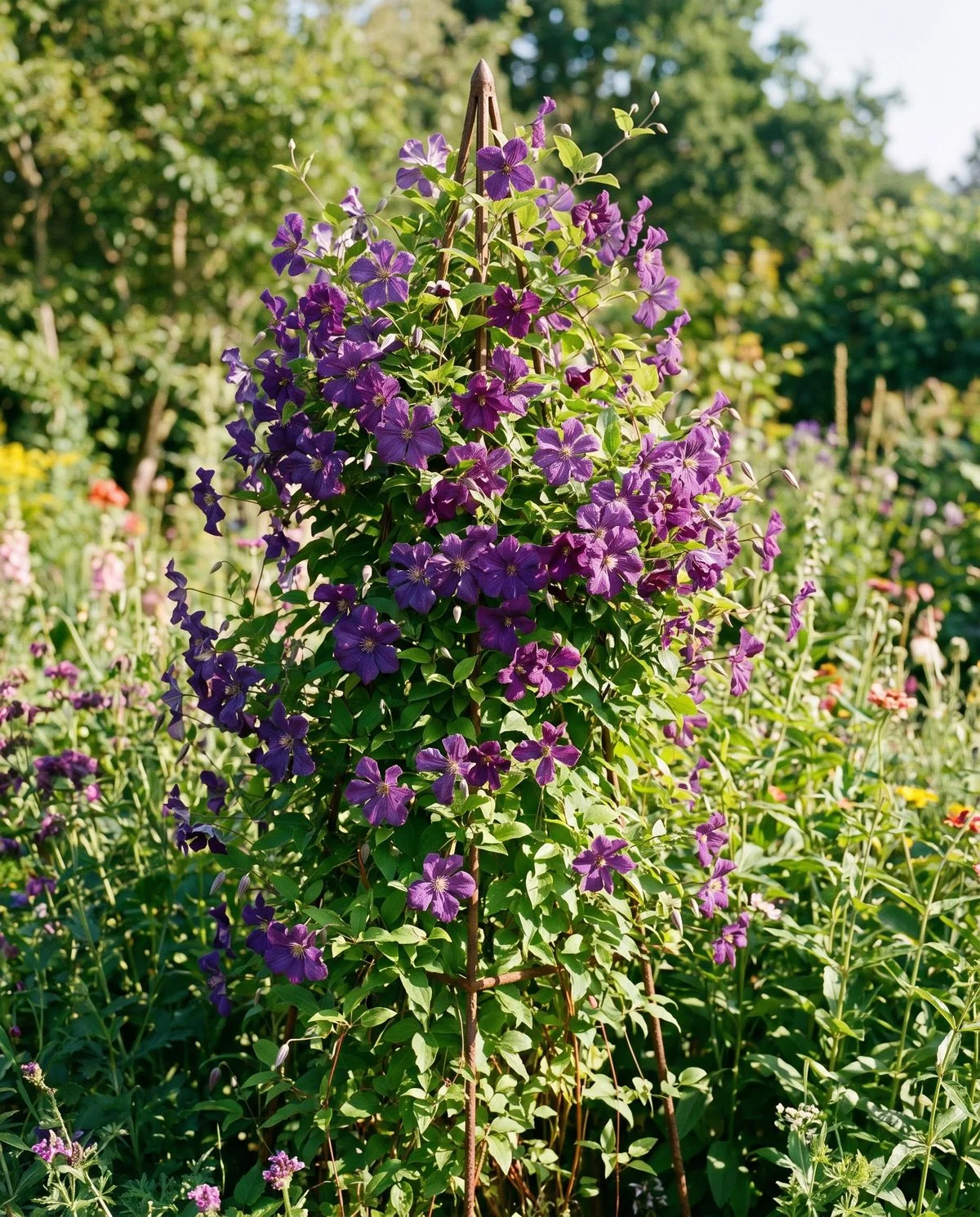 A late summer clematis smothered in deep purple flowers on entirely fresh green growth