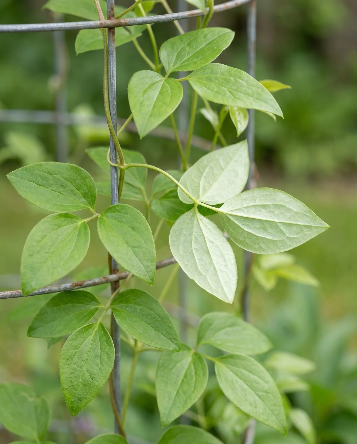 Healthy clematis leaves and petioles, evenly green with a slight shine and no powder on either surface