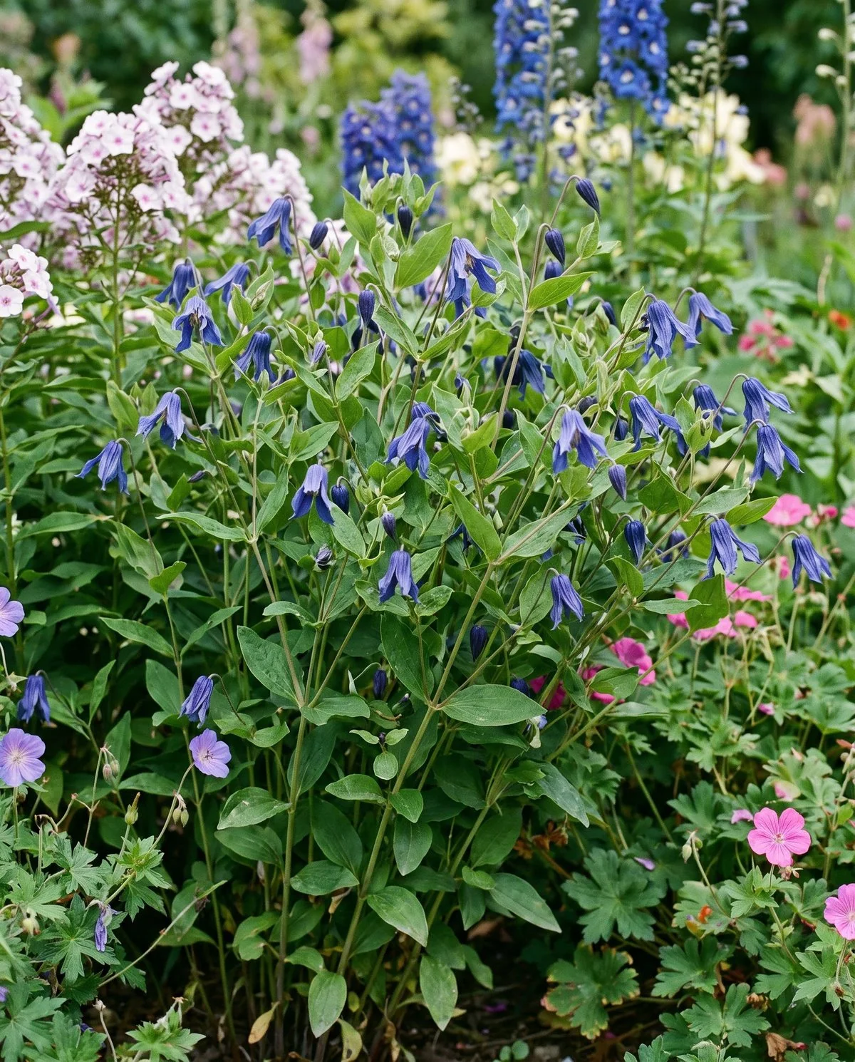 A non-climbing bush clematis forming a loose upright clump that leans on its neighbours