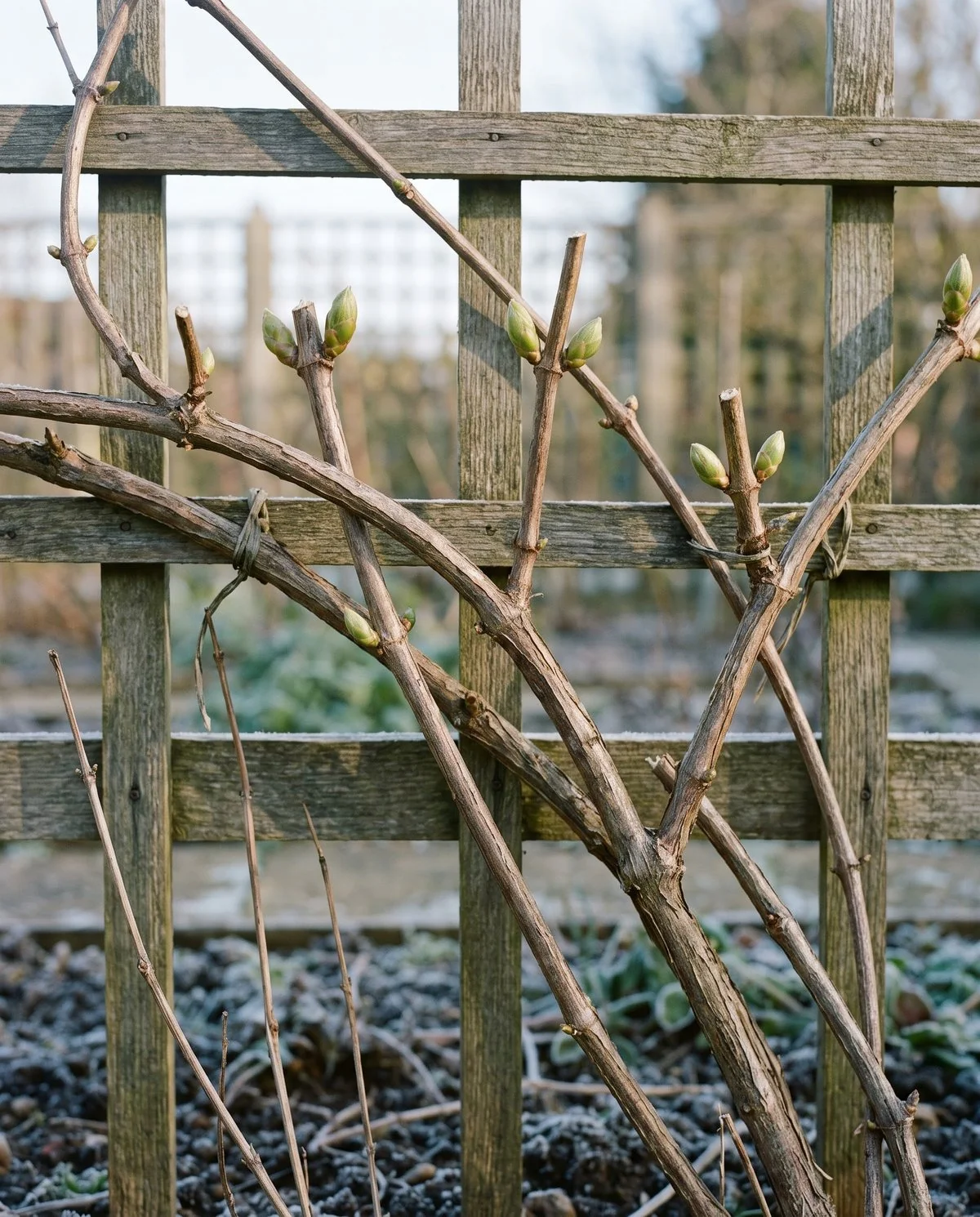 A clematis in late winter still carrying most of its woody framework, cut back only to plump green buds near the tops of the stems