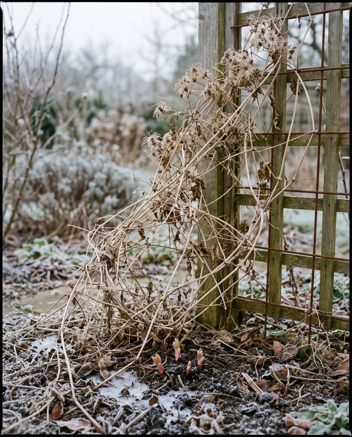 A clematis that has died back to dry brown stems for winter, with fresh buds visible at the base