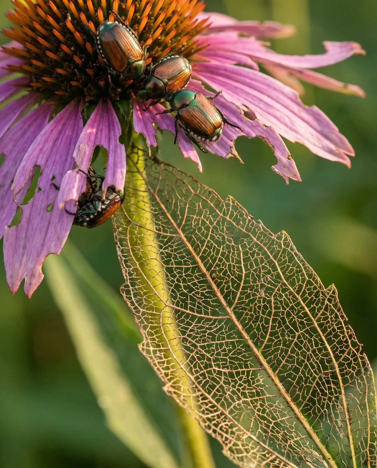 Coneflower leaves eaten to lace between intact veins with metallic beetles clustered on a chewed flower