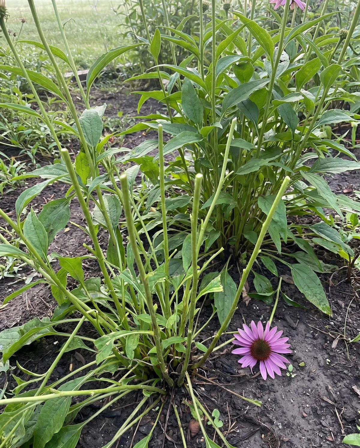 A coneflower planting browsed overnight, stems cut off cleanly at mid height with one flower head lying uneaten on the soil