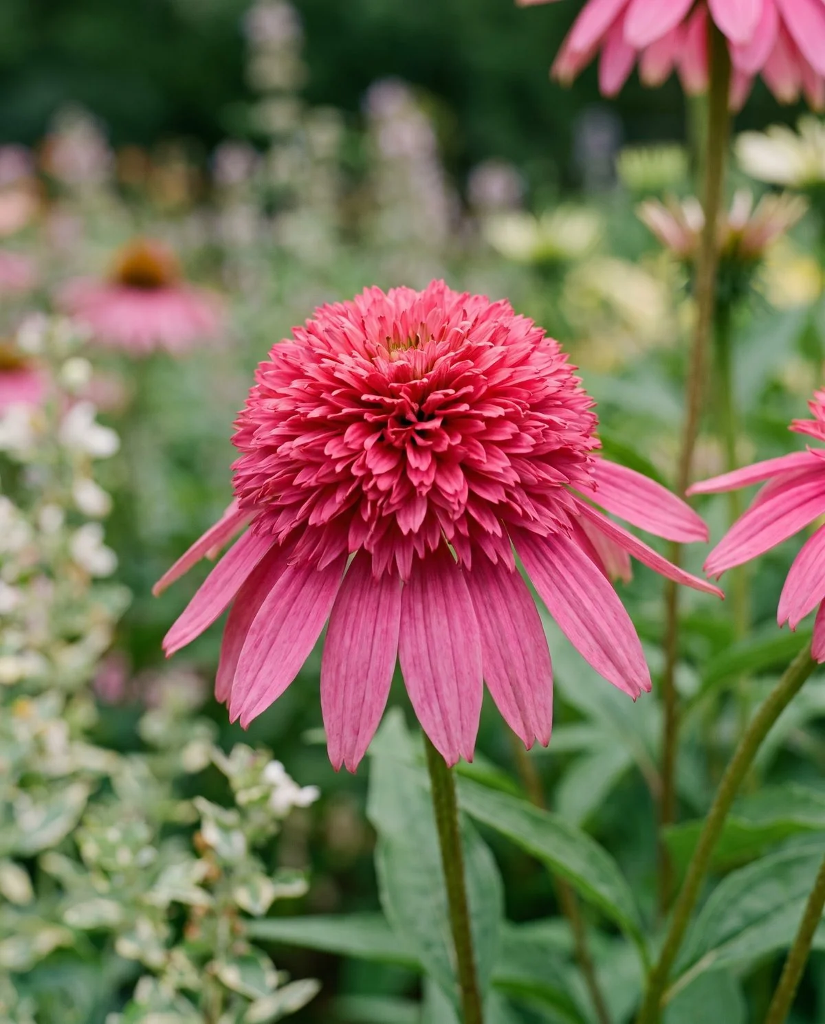 A double coneflower whose centre is a dense pompon of petal-like tissue instead of an open cone