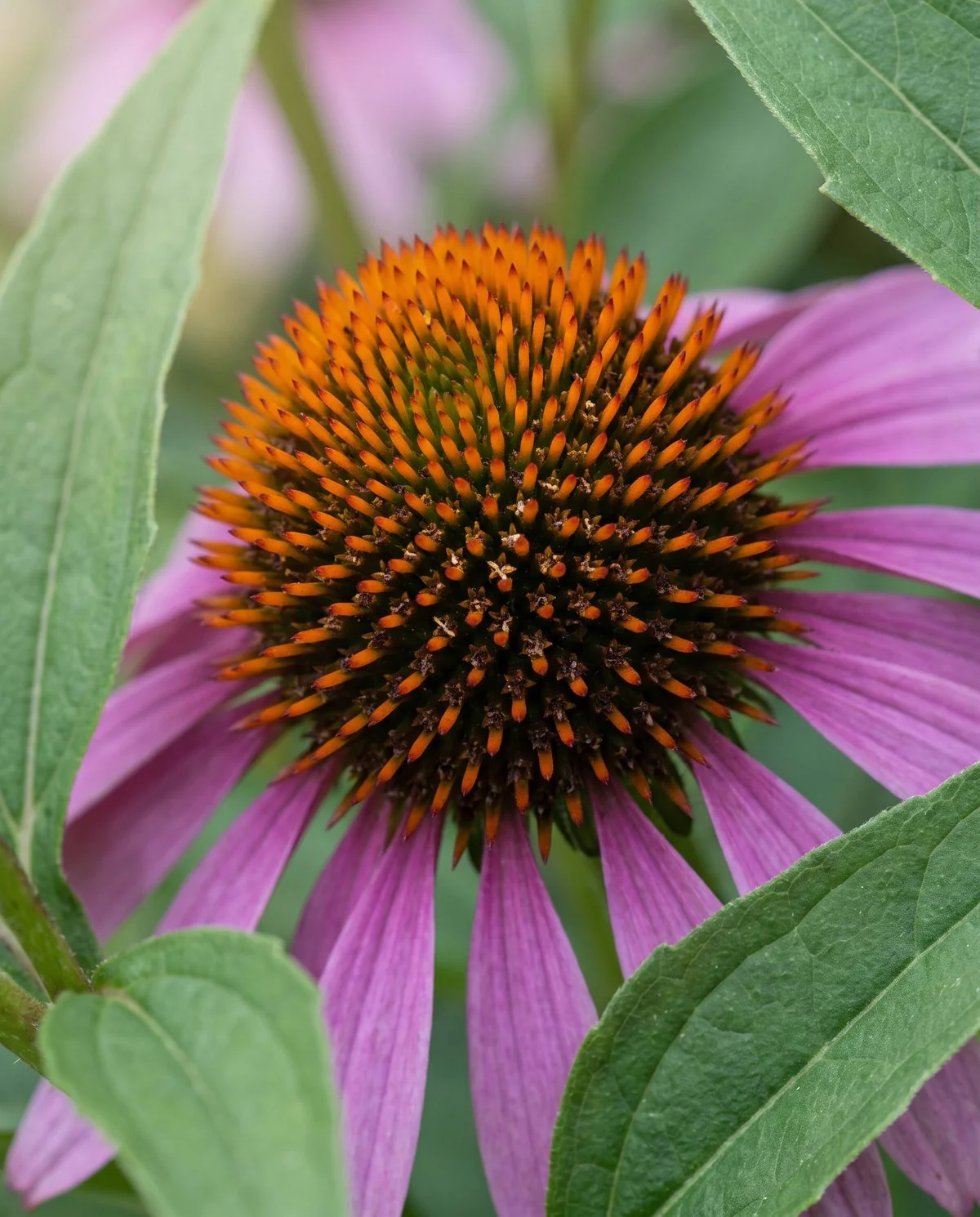 Close view of a healthy coneflower centre showing the naturally spiny bristled cone above clean green leaves