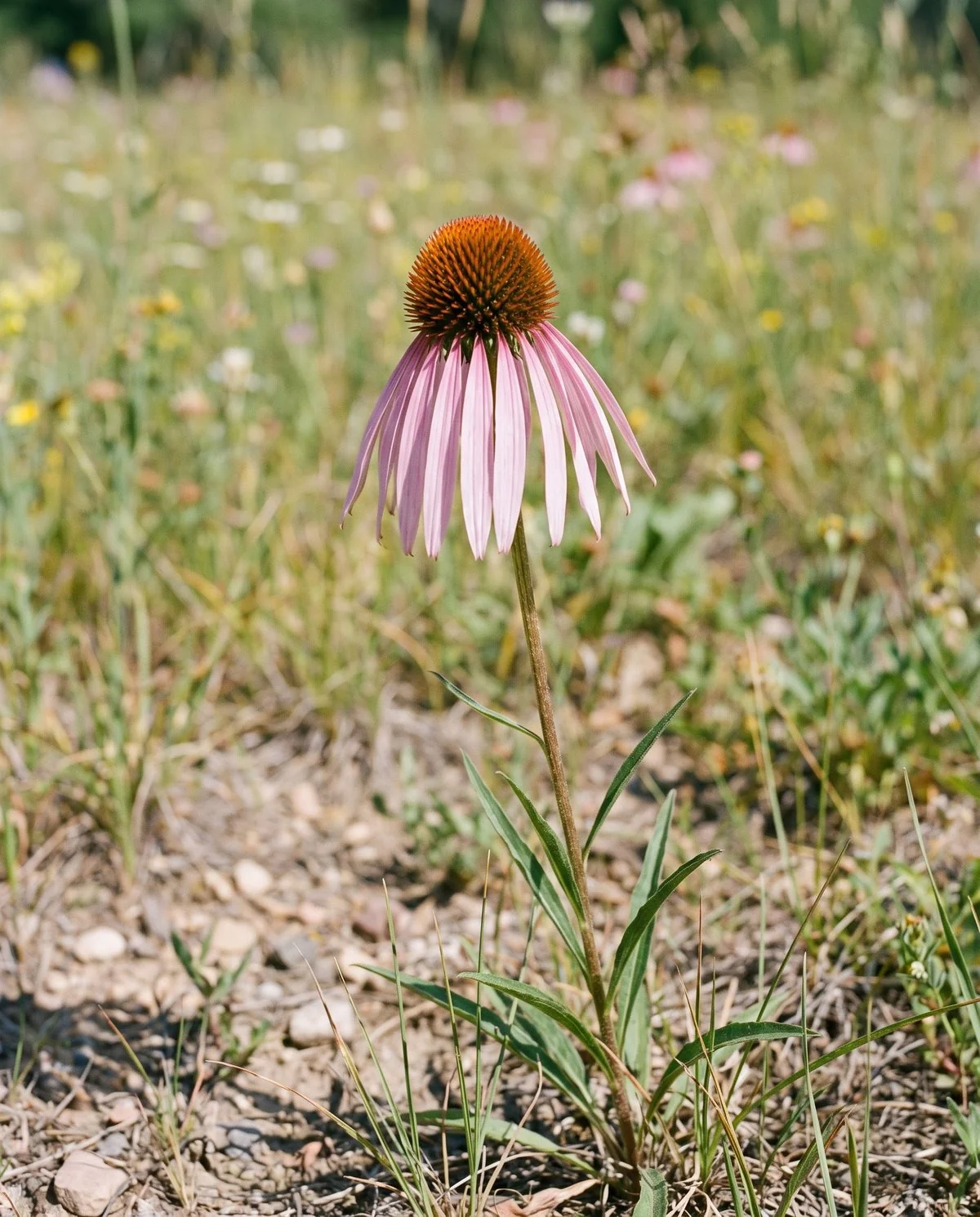 Pale purple coneflower with very long narrow petals hanging straight down like tassels below the cone