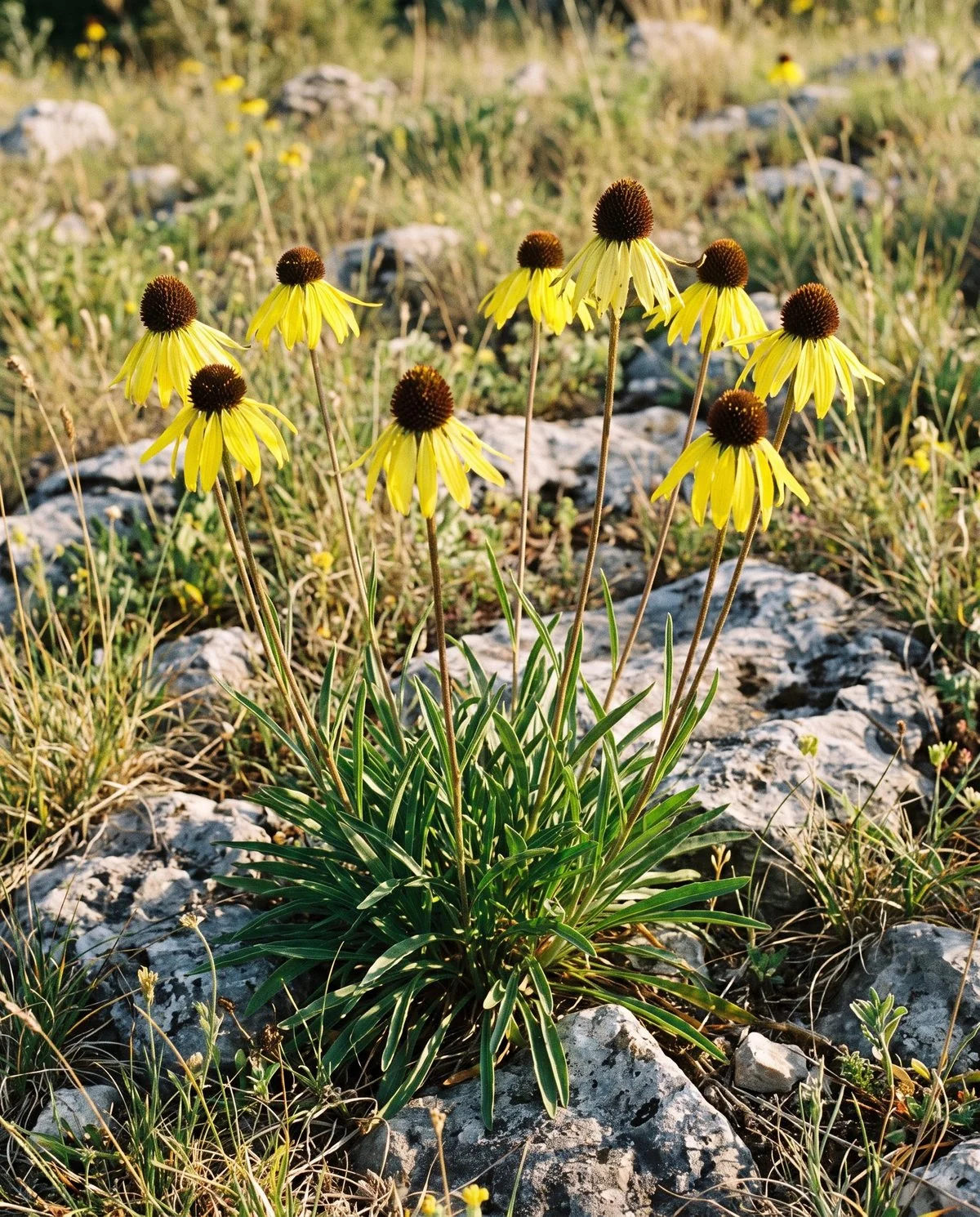 Yellow coneflower with clear lemon-yellow drooping petals around a dark brown cone on tall bare stems