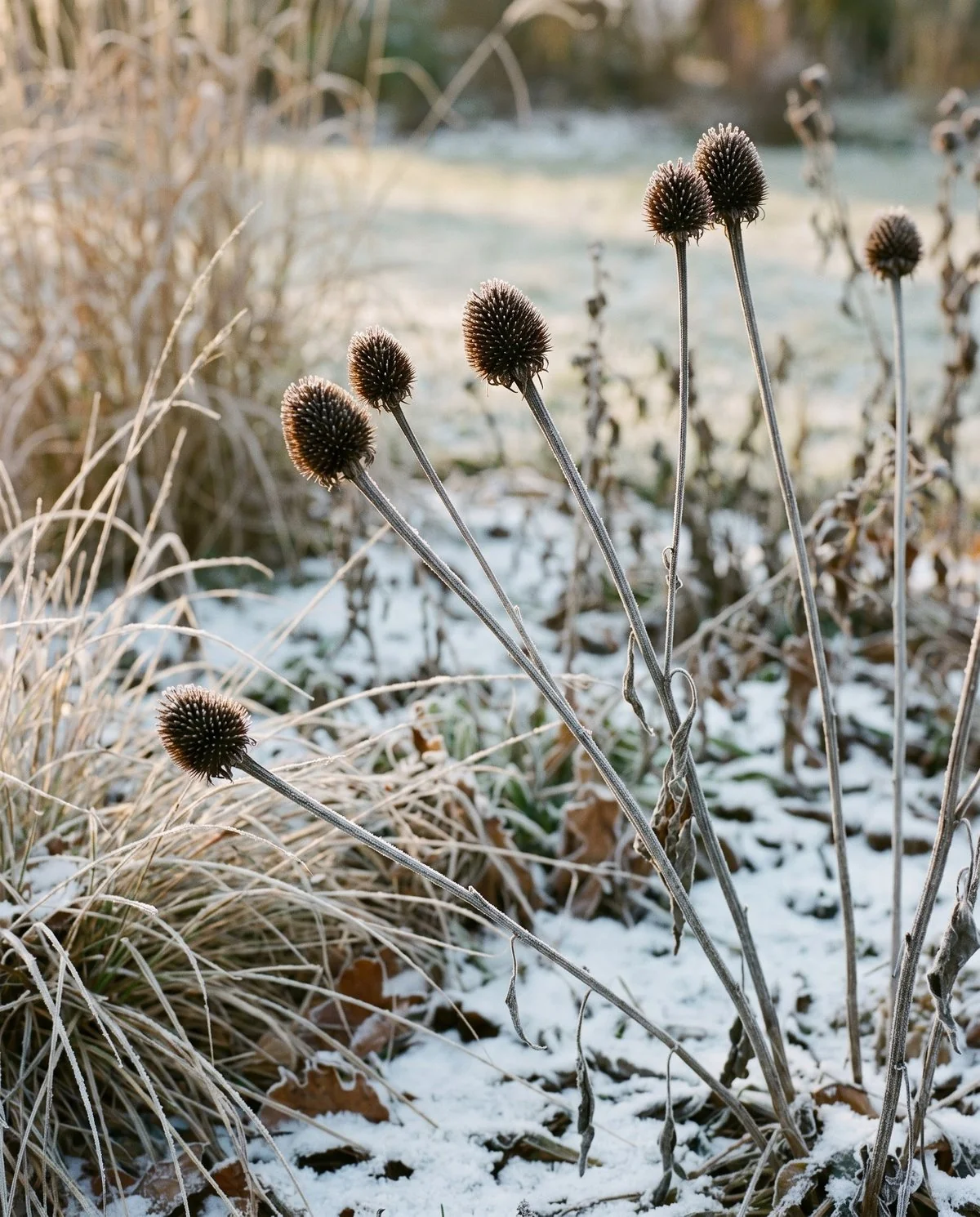 Dried coneflower seedheads standing rigid above snow, dark spiky domes on bare stems