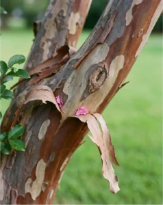 crape myrtle gallery bark exfoliating macro
