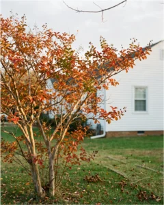 crape myrtle gallery fall color orange red