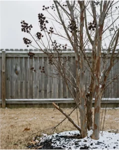 crape myrtle gallery winter seed capsules bare